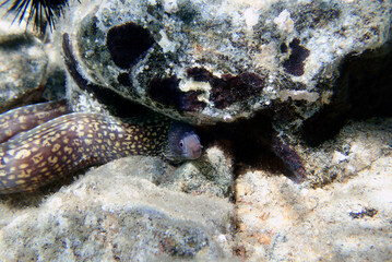 Wall Mural - The Mediterranean moray, also known as Roman eel - 
(muraena helena)