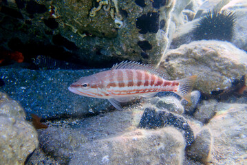 Wall Mural - The comber fish - (Serranus cabrilla)