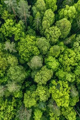 Sticker - forest and clearings from a bird's eye view spring summer Generative AI