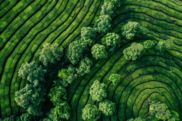 Canvas Print - tea plantations from a bird's eye view Generative AI
