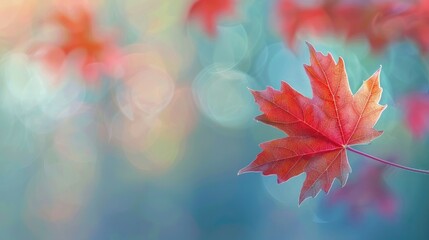 Wall Mural - Colorful red maple leaf under a maple tree in autumn with a blurred background