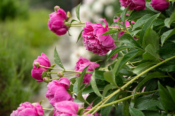 Wall Mural - pink peony's