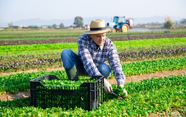 Wall Mural - Positive man engaged in farming picking fresh corn salad on farm at sunny day