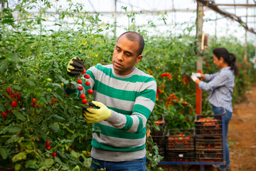 Wall Mural - Latina woman and man seasonal workers harvesting ripe tomatoes in greenhouse