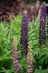 Sticker - lupine flowers purple