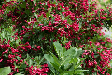 Sticker - red flower bush