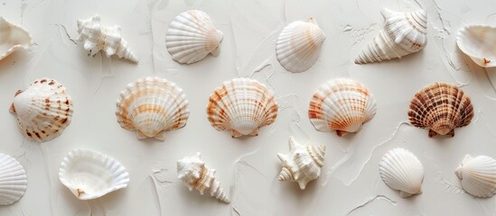 Seashells adorning a pristine white wall, creating a charming coastal ambiance.