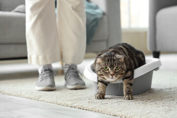 Sticker - Cute cat with litter box and owner at home