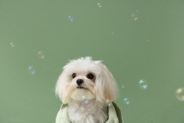 Wall Mural - Cute Maltese dog with soap bubbles on green background