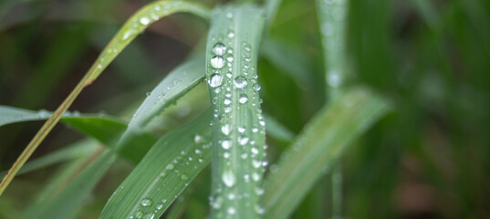 Wall Mural - water drops on a green grass