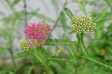 Canvas Print - Yarrow (Achillea millefolium) flowers. Asteraceae perennial plants. Small pale pink flowers bloom in clusters from June to September. They are used for medicinal purposes, herbal teas, and salads.