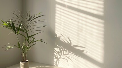 Wall Mural - A gentle white backdrop for showcasing products with a plant s shadow and blinds reflected on the wall
