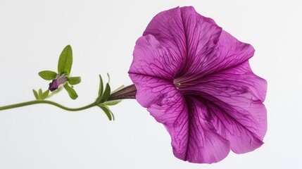 Wall Mural - A lovely petunia flower blossoms against a white backdrop