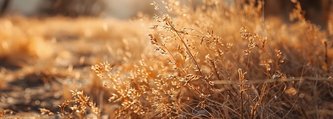 Dried grass after drought background