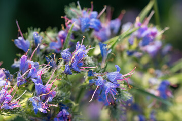 Wall Mural - viper's bugloss, blueweed, echium vulgare flowers closeup selective focus