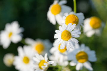 Wall Mural - wild chamomile, .Matricaria chamomilla flowers closeup selective focus