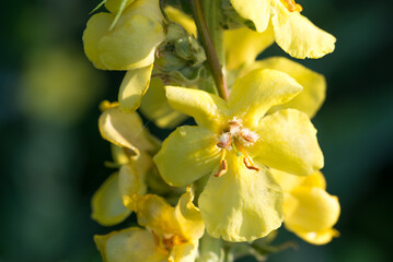 Wall Mural - Verbascum, mullein yellow flowers closeup selective focus