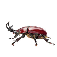 side view of stag beetle isolated on white png