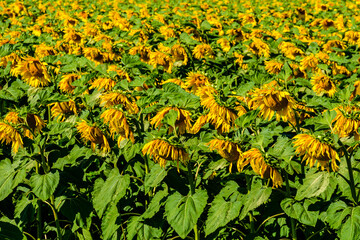 Wall Mural - Background of blooming sunflowers. Natural pattern