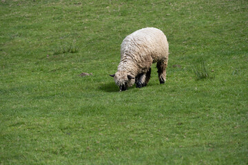 Black faced sheep with white wool grazing in a pasture, peaceful farm on a sunny spring day
