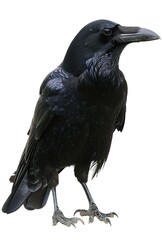 Wall Mural - raven on a white background