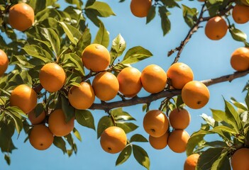 Wall Mural - oranges on tree, bunches of oranges hanging from the tree