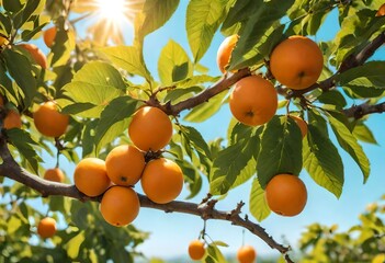 Wall Mural - oranges on tree, bunches of oranges hanging from the tree