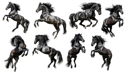 Wall Mural - Set of different jumping and rearing black horses, dynamic pose, isolated on white or transparent background, png clipart, design element.