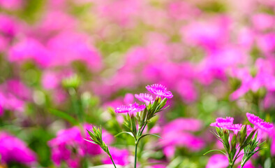 Wall Mural - closeup of pink and white dianthus flower under sunlight using as background natural plants landscap