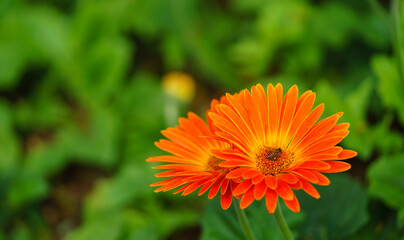 Wall Mural - closeup of honey bee and orange gerbera flower with green leaf nature using as background insect nat