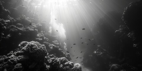 Poster - A black and white photo of a coral reef with fish swimming in the sunlight