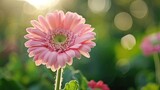 Close-up of pink gerbera daisy in sunlight with blurred bokeh background floral garden nature detail