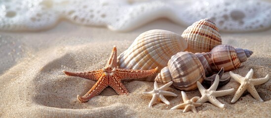 Wall Mural - Assortment of seashells and starfish on sandy beach