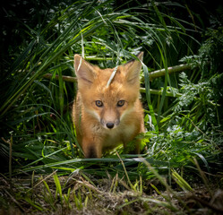 A baby fox in the grass in San Jose California