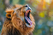 © Ghulam - A lion in mid roar, showcasing the raw power and vocal prowess, A close up shot of a lion in the wilderness, close up of an lion, yawning or roaring