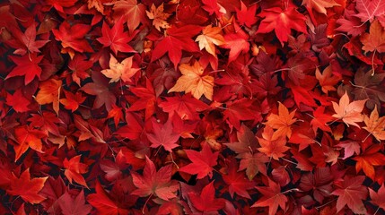 Poster - Bright red maple leaves in autumn as background wallpaper