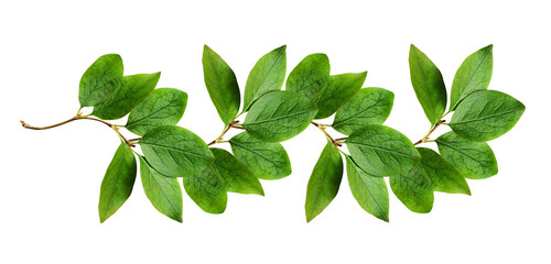 Wall Mural - green leaves in a floral line arrangement isolated on white or transparent background