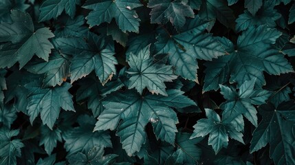 Wall Mural - A close up view of maple leaves