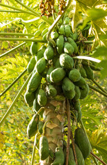 Wall Mural - papaya fruit on trunk as background.