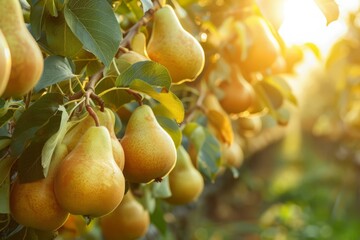 Wall Mural - orchard with yellow pears in the golden hour. harvest season.