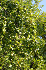 Wall Mural - Branches with apples.