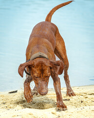 Ein Vizsla hat Spass beim spielen am Strand.