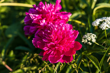 Wall Mural - Dark pink peony flower opening its petals in the sunlight