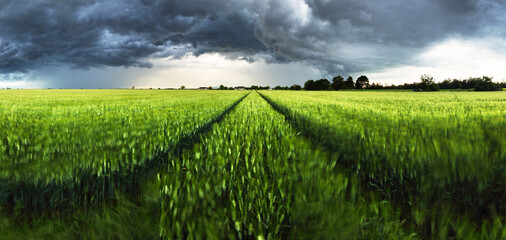 Poster - Panorama od Dark rain cloud with storm over a green field with path, agriculture landscape