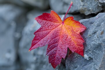 vibrant red autumn maple leaf with dew drops against rock background nature photography for seasonal