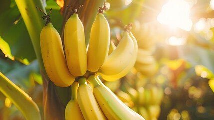 Bananas on the tree and ground surrounded by tropical, ripe, and fresh fruits