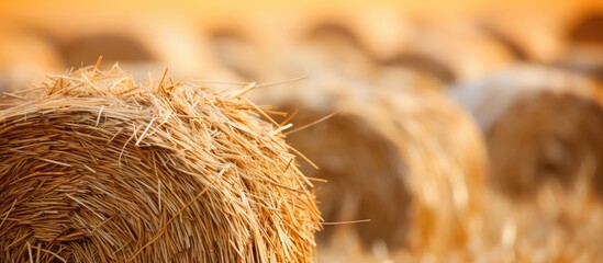 A close up view of straw wheat bales with a golden yellow color and a dried hay texture provides a haystack background offering a copy space image for text in a web design or as a header showcasing f