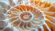 © Viktor - A detailed shot of an orange and white shell, featuring a significant spiral pattern at its center, and a smaller spiral motif atop its middle