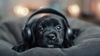 © Evon J - Black puppy with headphones lying down.
