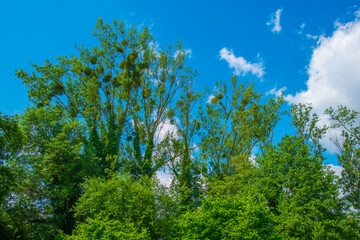 Wall Mural - Fields and trees in a green hilly grassy landscape under a blue sky in sunlight in summer, Voeren, Limburg, Belgium, June, 2024